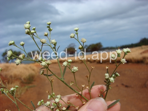 parthenium, ragweed